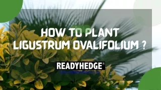 How to Plant ligustrum ovalifolium