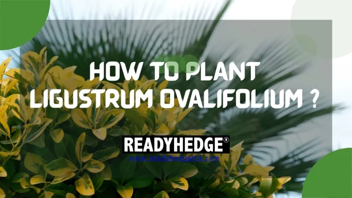 how to plant ligustrum ovalifolium