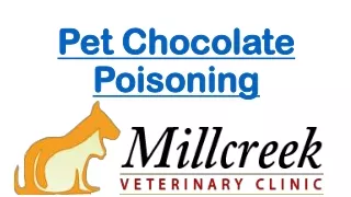 Pet Chocolate Poisoning
