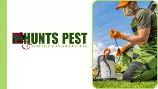 Pest Control Royston