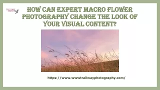 Skilled Macro Flower Photography Transform Your Visual Content's Appearance
