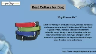 Discover the Best Collars for Dog