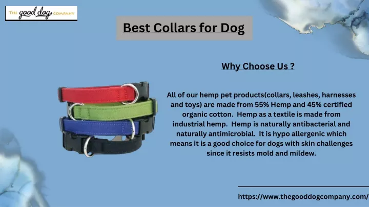 best collars for dog