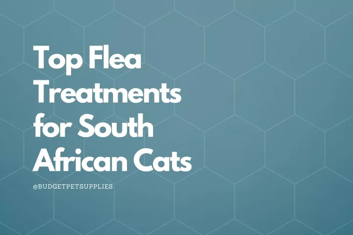 top flea treatments for south african cats