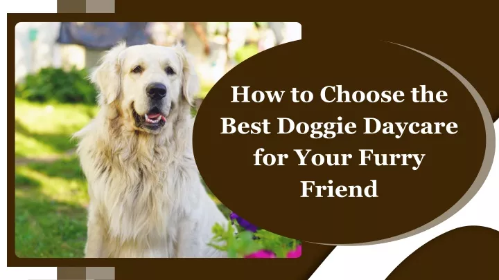 how to choose the best doggie daycare for your