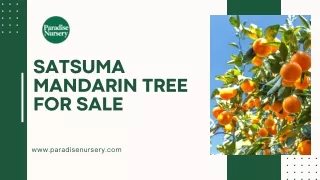 Satsuma Mandarin Trees for Sale - Buy from Paradise Nursery