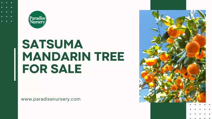 satsuma mandarin tree for sale