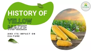 History of Yellow Maize and Its Impact on Culture