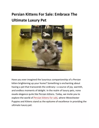 Persian Kittens For Sale Your Future Furry Friend