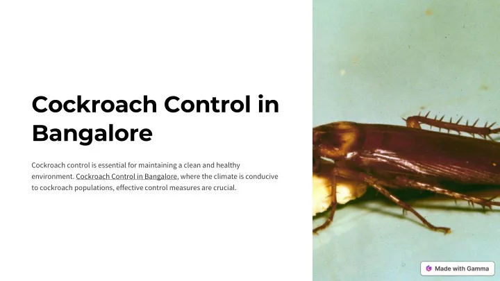 cockroach control in bangalore