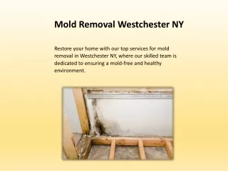 Mold Removal Westchester NY