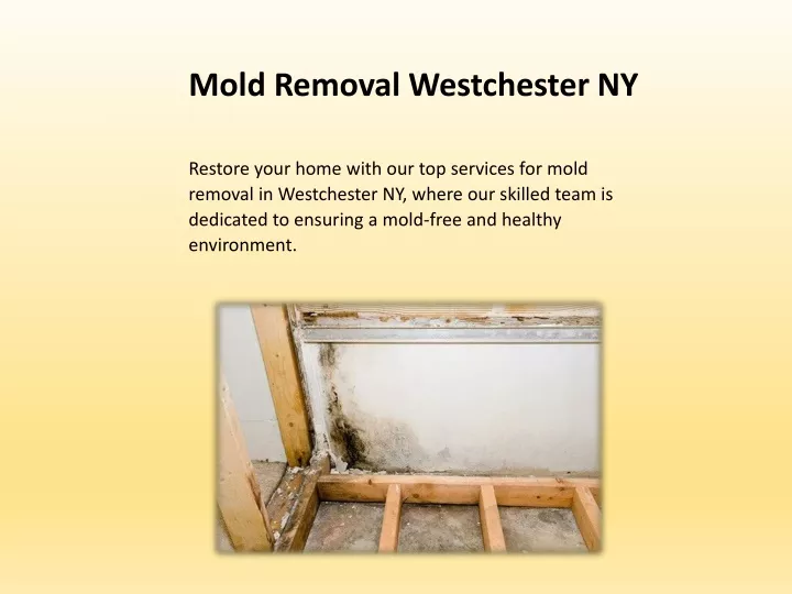 mold removal westchester ny