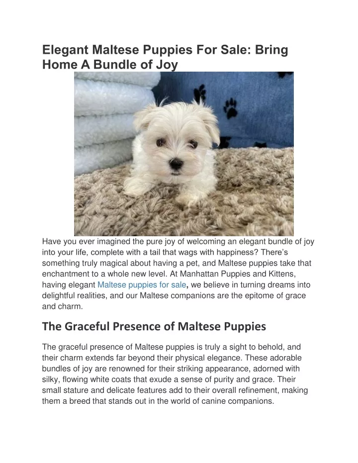 elegant maltese puppies for sale bring home