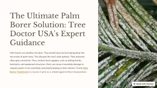 The Ultimate Palm Borer Solution Tree Doctor USA's Expert Guidance