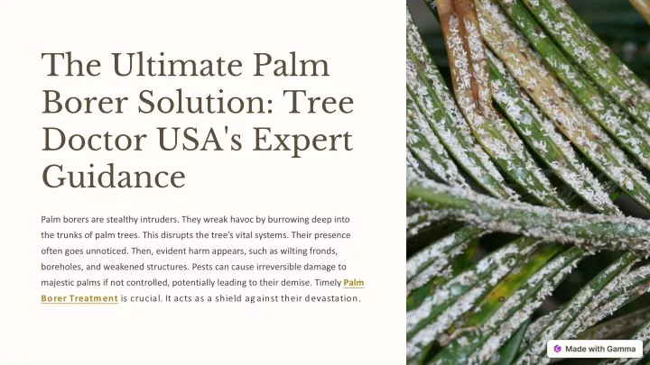 the ultimate palm borer solution tree doctor
