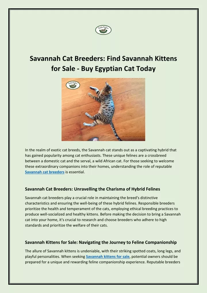 savannah cat breeders find savannah kittens