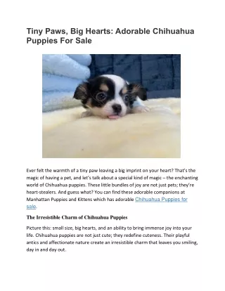 Chihuahua Puppies for Sale