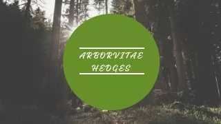 Looking For Arborvitae Hedges?