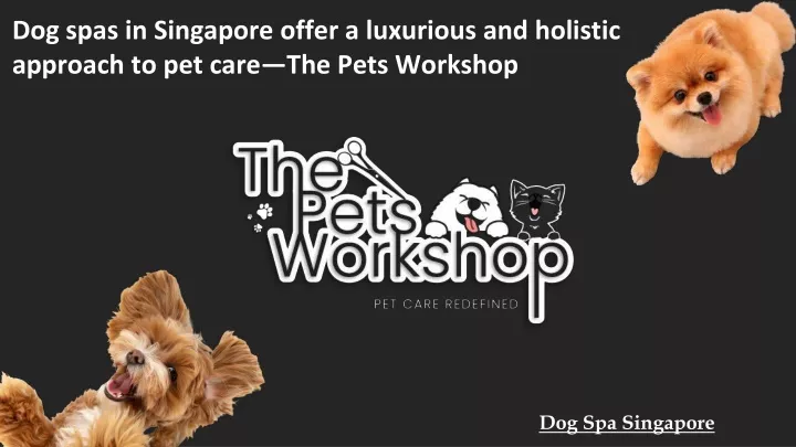 dog spas in singapore offer a luxurious and holistic approach to pet care the pets workshop