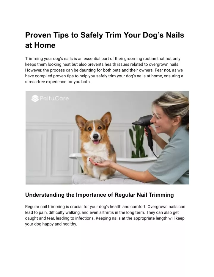 proven tips to safely trim your dog s nails