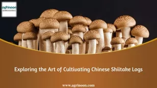 Exploring the Art of Cultivating Chinese Shiitake Logs