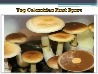 Top Colombian Rust Spore