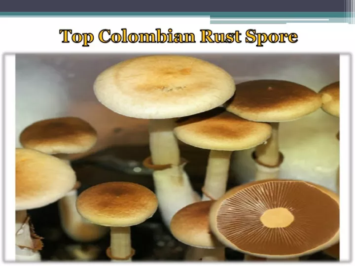 top colombian rust spore