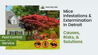 Mice Infestations & Extermination in Detroit  Causes, Risks, & Solutions