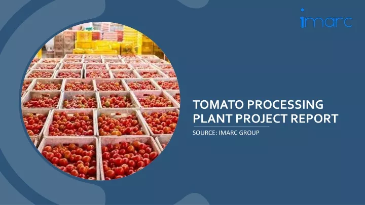 tomato processing plant project report
