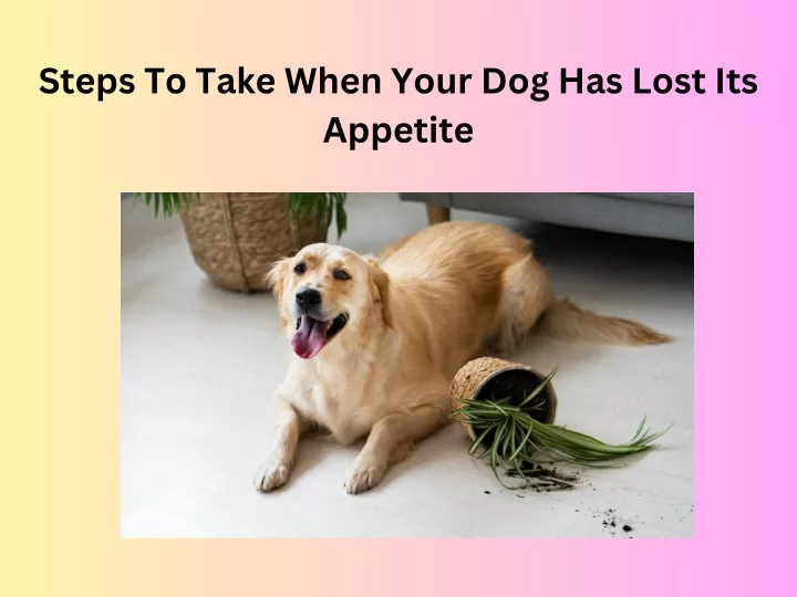 steps to take when your dog has lost its appetite
