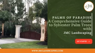 Sylvester Palm Trees: Selection, Care, and Benefits with JMC Landscaping.