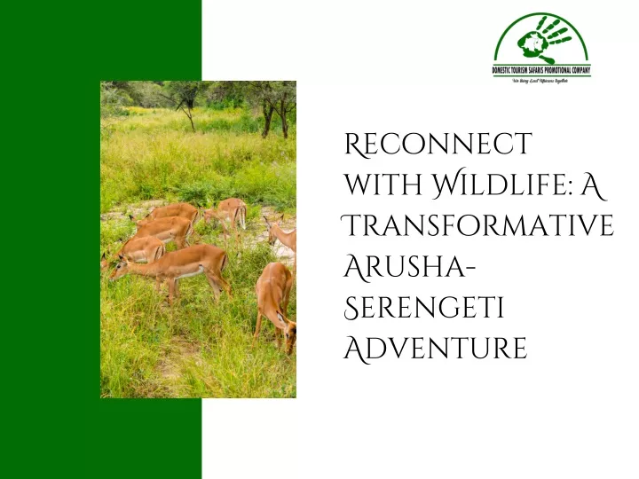 reconnect with wildlife a transformative arusha