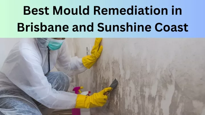 best mould remediation in brisbane and sunshine