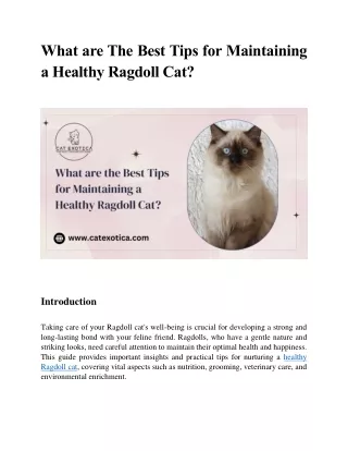 What are The Best Tips for Maintaining a Healthy Ragdoll Cat