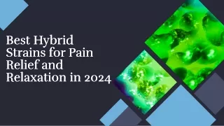 Best Hybrid Strains for Pain Relief and Relaxation in 2024