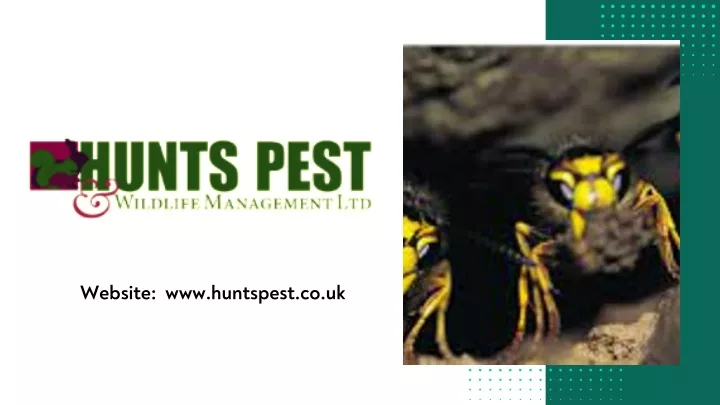 website www huntspest co uk
