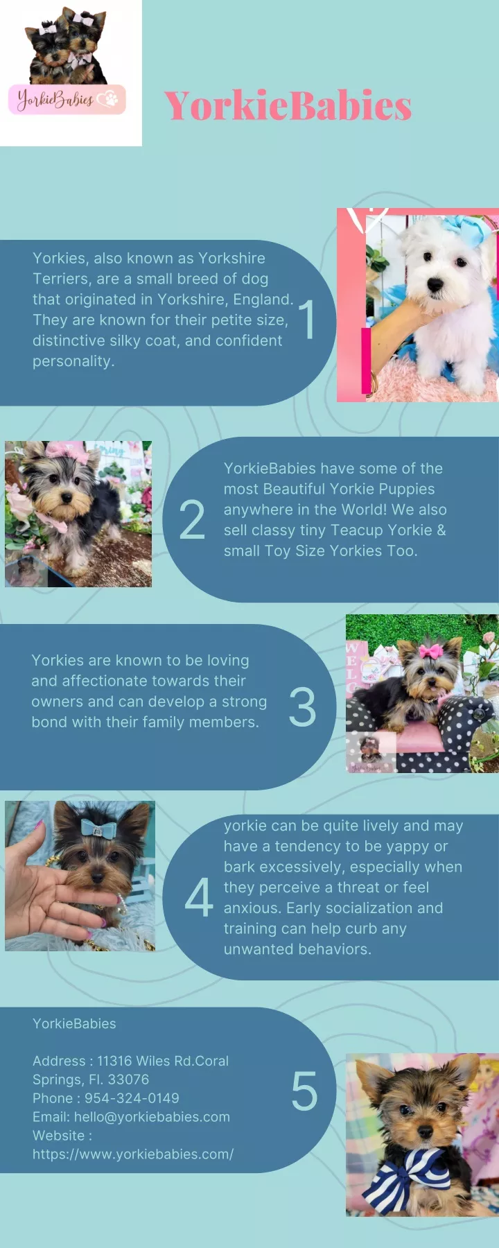 yorkiebabies