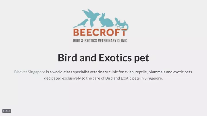 bird and exotics pet