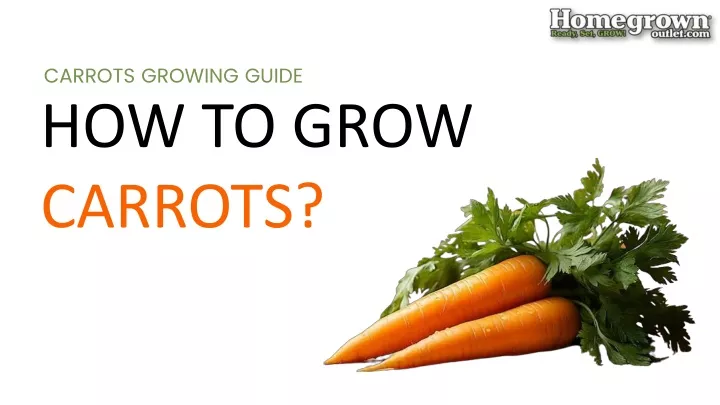 carrots growing guide
