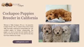 Trusted Cockapoo Puppies Breeder in California
