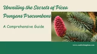 Mastering the Art of Picea Pungens Procumbens Care