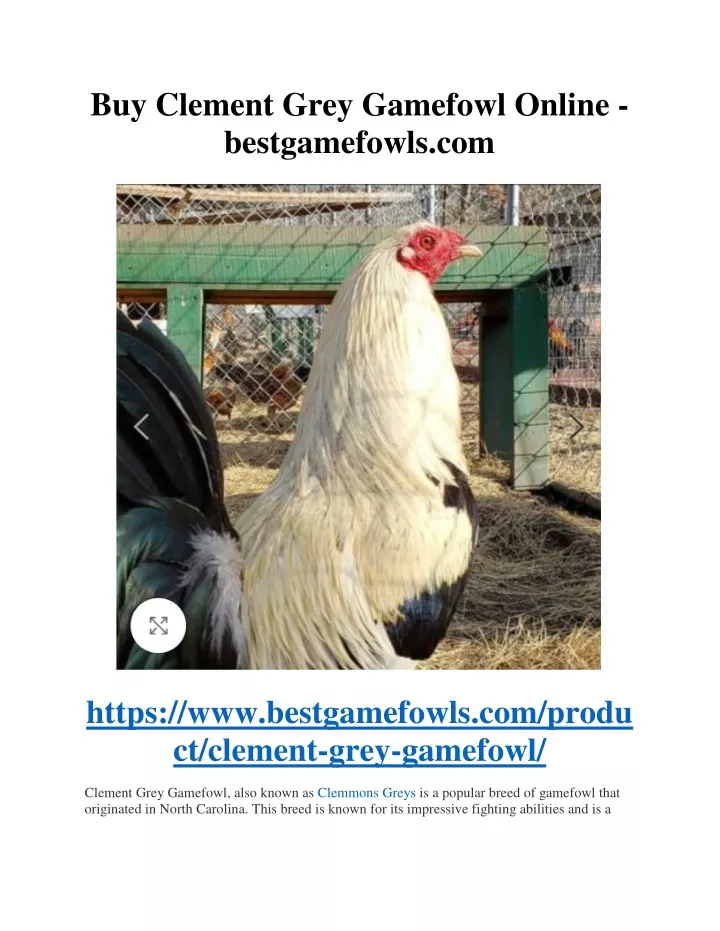 buy clement grey gamefowl online bestgamefowls com