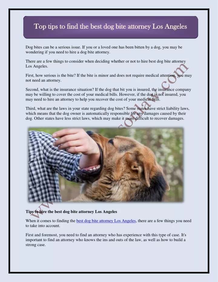 top tips to find the best dog bite attorney