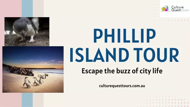 phillip island tour escape the buzz of city life