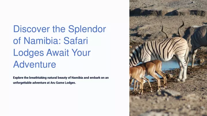 discover the splendor of namibia safari lodges