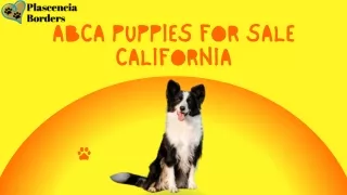Find Your ABCA puppies for sale California