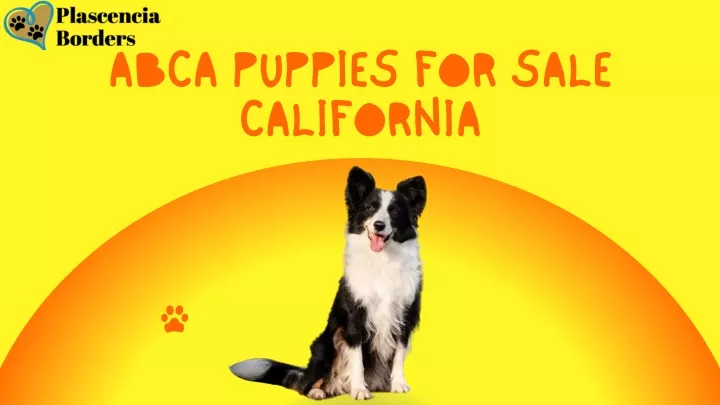 abca puppies for sale california