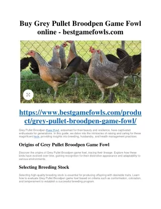 Buy Grey Pullet Broodpen Game Fowl online - bestgamefowls.com