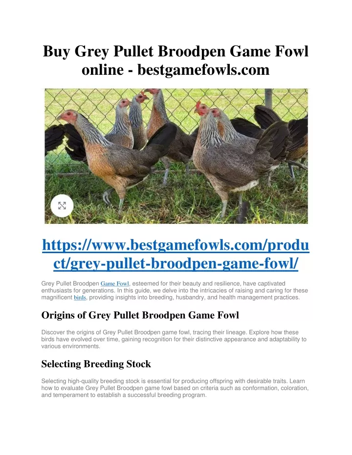 buy grey pullet broodpen game fowl online