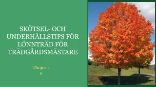 Skötsel- och underhållstips för lönnträd för trädgårdsmästareSkötsel- och underh